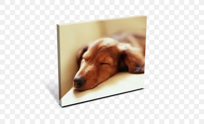 Irish Setter Puppy Dachshund No Pet, PNG, 500x500px, Irish Setter, Animal, Bark, Breed, Canine Distemper Download Free