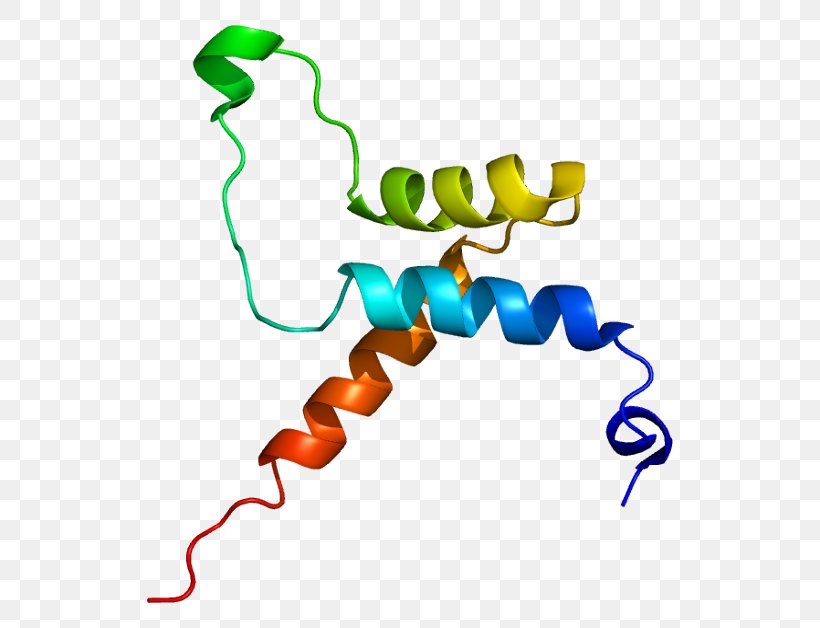 TEAD4 TEAD3 TEAD1 Transcription Factor Gene, PNG, 576x628px, Transcription Factor, Animal Figure, Area, Artwork, Cell Download Free