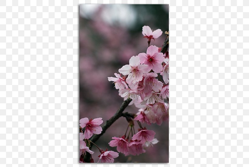 IPhone 4 Desktop Wallpaper Cherry Blossom IPhone 6, PNG, 485x550px, Iphone 4, Blossom, Branch, Cherry, Cherry Blossom Download Free
