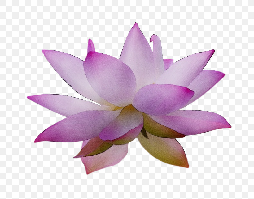 Sacred Lotus Nelumbonaceae Petal Flower Lotus-m, PNG, 740x644px, Watercolor, Flower, Lotusm, Nelumbonaceae, Paint Download Free