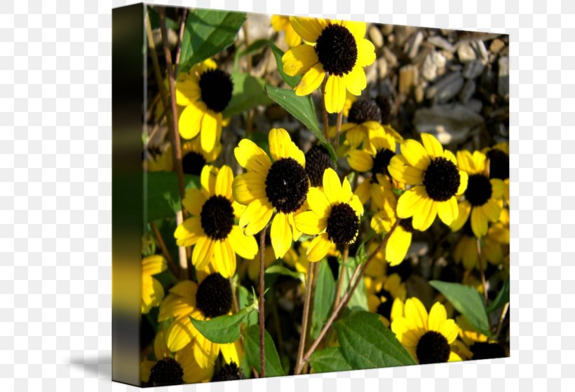 Sunflower Seed Sunflower M Sunflowers Wildflower, PNG, 650x560px, Sunflower Seed, Daisy Family, Flora, Flower, Flowering Plant Download Free