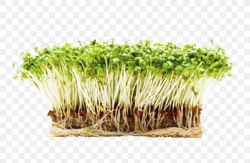 Alfalfa Sprouts Grass Plant Garden Cress Sprouting, PNG, 800x533px, Alfalfa Sprouts, Bean Sprouts, Broccoli Sprouts, Crop, Garden Cress Download Free