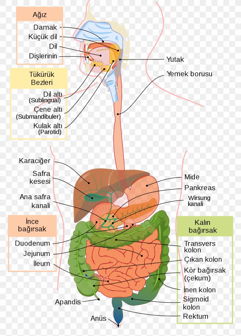 Gastrointestinal Tract Digestion Human Digestive System Large Intestine Medicine, PNG, 1200x1675px, Watercolor, Cartoon, Flower, Frame, Heart Download Free