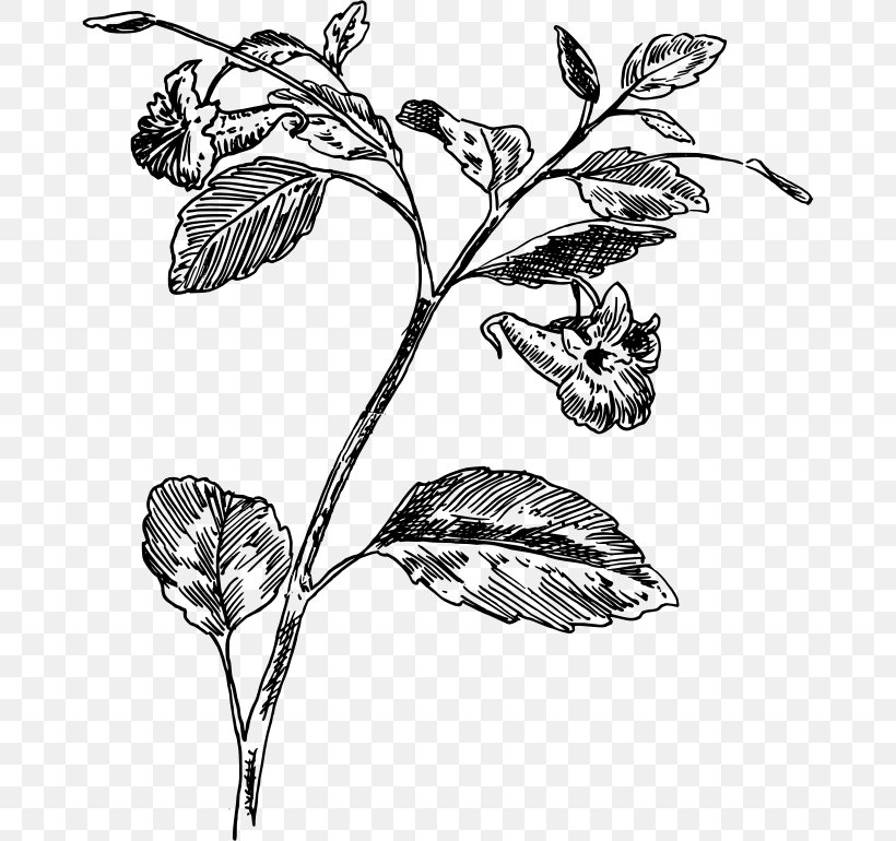 Botany Plants Shameplant Leaf Flowering Plant, PNG, 670x770px, Botany, Blackandwhite, Cyrtostachys Renda, Drawing, Flower Download Free