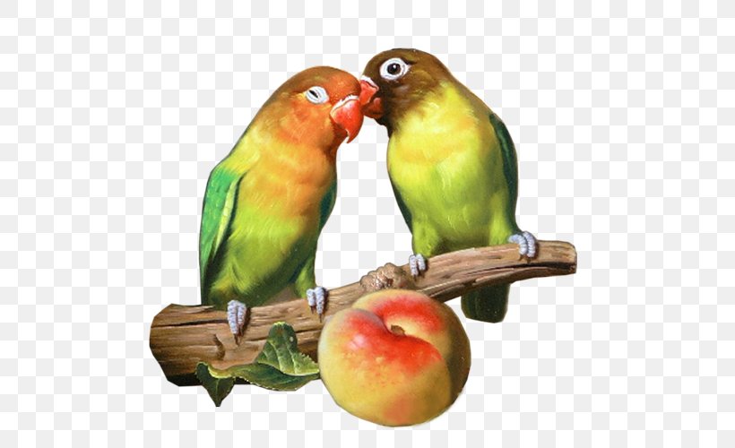 Budgerigar Lovebird Parakeet, PNG, 500x500px, Budgerigar, Beak, Bird, Common Pet Parakeet, Fauna Download Free