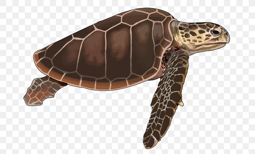 Loggerhead Sea Turtle Cheloniidae Tortoise Reptile, PNG, 700x495px, Loggerhead Sea Turtle, Basabizitza, Box Turtles, Cheloniidae, Drawing Download Free