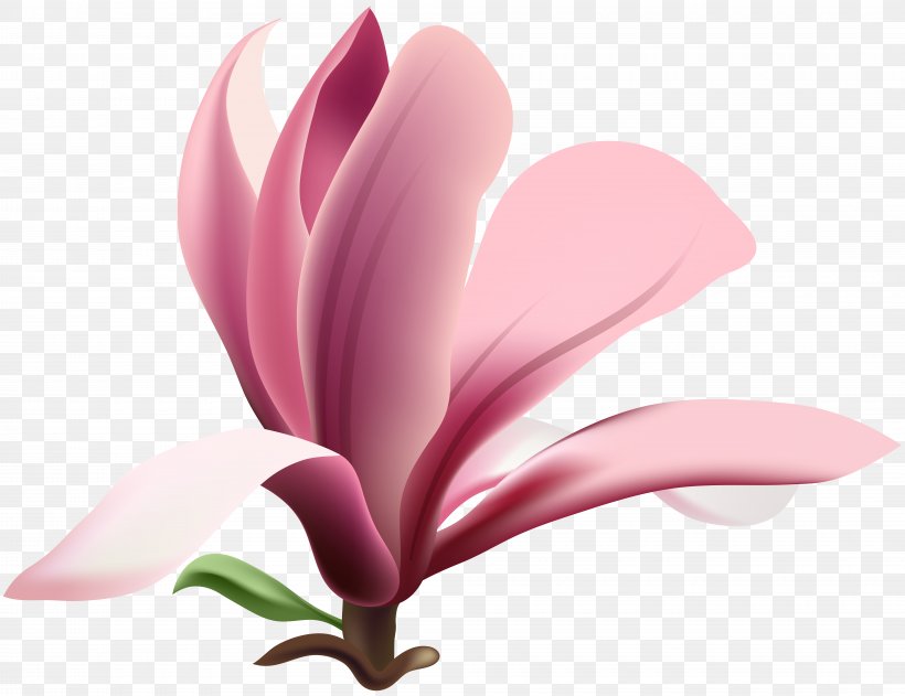 Magnolia Wilsonii Flower Clip Art, PNG, 8000x6163px, Magnolia Wilsonii, Blog, Blossom, Color, Flower Download Free