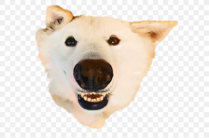 Polar Bear Cartoon, PNG, 584x542px, Siberian Husky, Animal, Bear, Canaan Dog, Cat Download Free