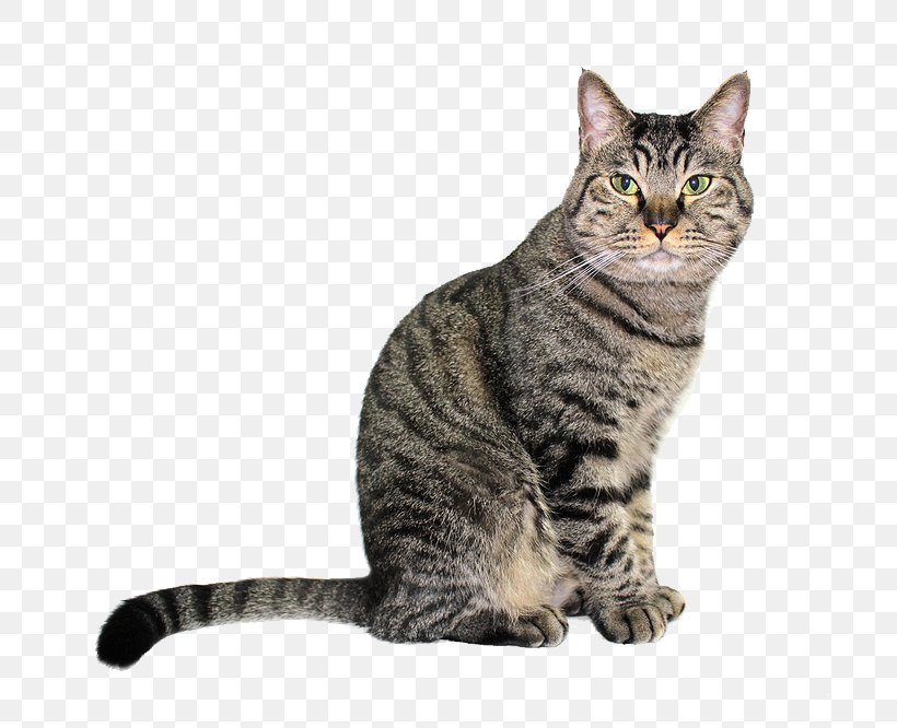 Tabby Cat Black Cat Sticker Pet Leopard Cat, PNG, 783x666px, Tabby Cat, American Bobtail, American Shorthair, American Wirehair, Asian Download Free