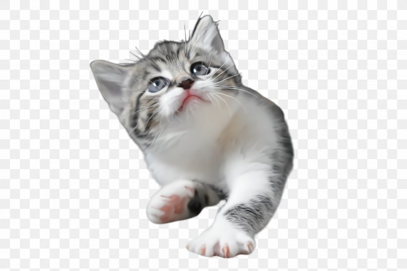 Cat Small To Medium-sized Cats Whiskers American Wirehair Kitten, PNG, 2452x1632px, Cat, American Wirehair, Kitten, Small To Mediumsized Cats, Tabby Cat Download Free
