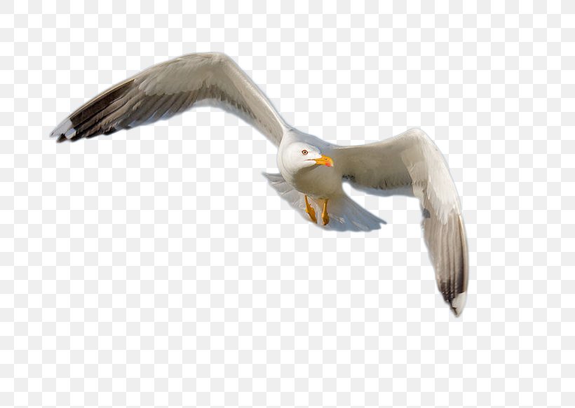 European Herring Gull Gulls Bird Beak Feather, PNG, 800x583px, European Herring Gull, Beak, Bird, Charadriiformes, Eagle Download Free