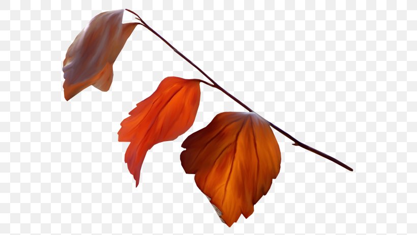 Leaf Autumn Leaves Petal, PNG, 600x463px, Leaf, Autumn, Autumn Leaves, Flower, Orange Download Free