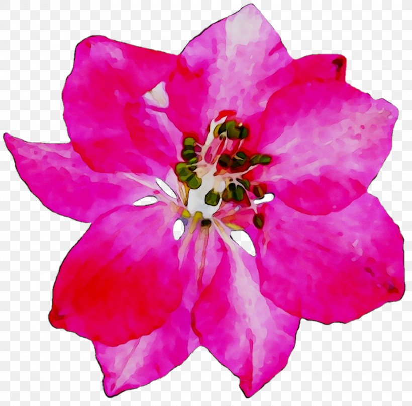 Azalea Rose Annual Plant Herbaceous Plant Cut Flowers, PNG, 1120x1106px, Azalea, Annual Plant, Blossom, Botany, Cut Flowers Download Free