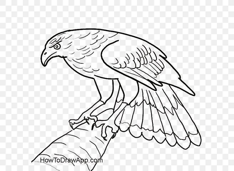 Bald Eagle Drawing Hawk, PNG, 600x600px, Bald Eagle, Artwork, Beak, Bird, Bird Of Prey Download Free
