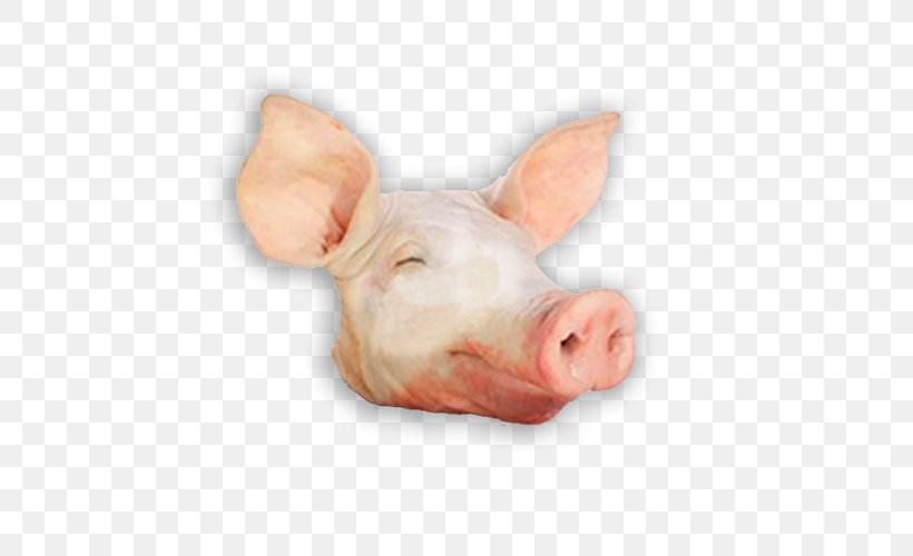 Domestic Pig Head Cheese Pork Spare Ribs, PNG, 500x500px, Domestic Pig, Boston Butt, Cabeza De Cerdo, Food, Grishuvud Download Free