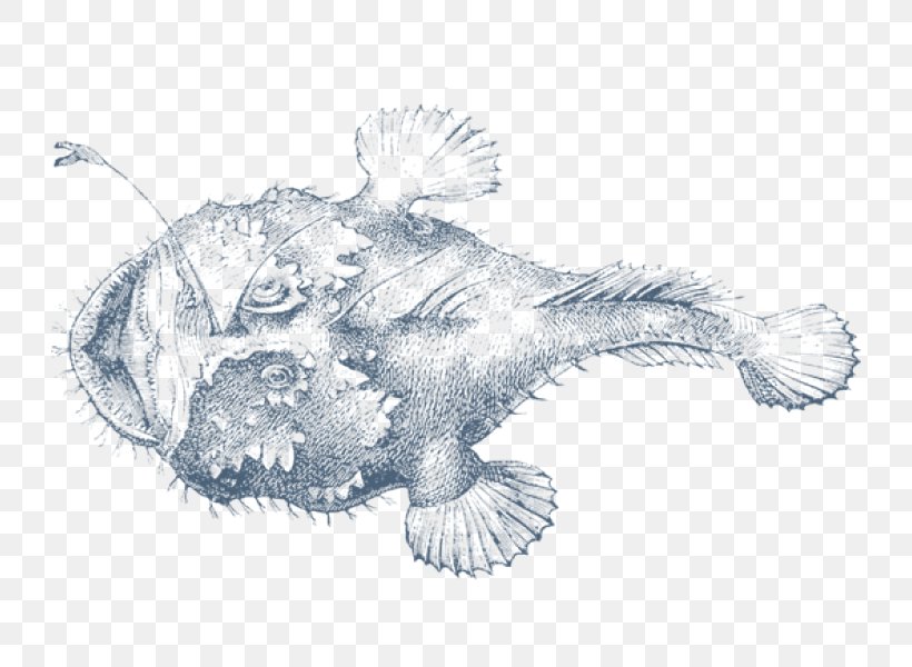 Frogfishes Drawing Fishing, PNG, 800x600px, Drawing, Angler, Anglerfish, Angling, Artwork Download Free