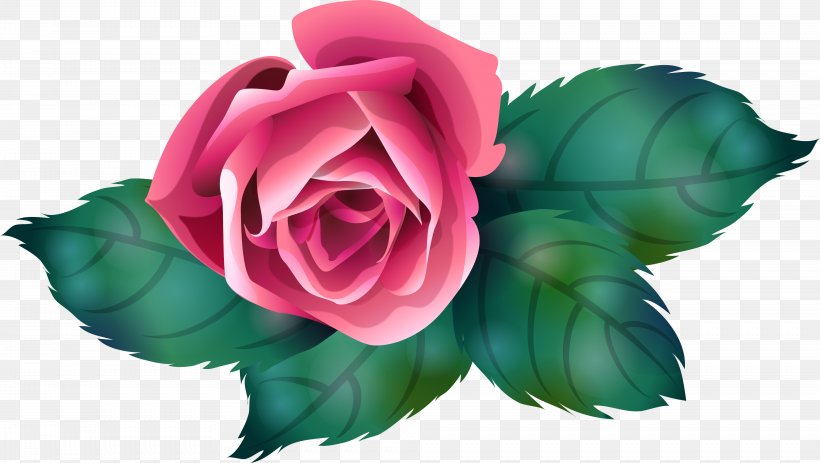 Garden Roses Centifolia Roses Petal Flower Clip Art, PNG, 3936x2226px, Garden Roses, Blue Rose, Centifolia Roses, Cut Flowers, Flower Download Free