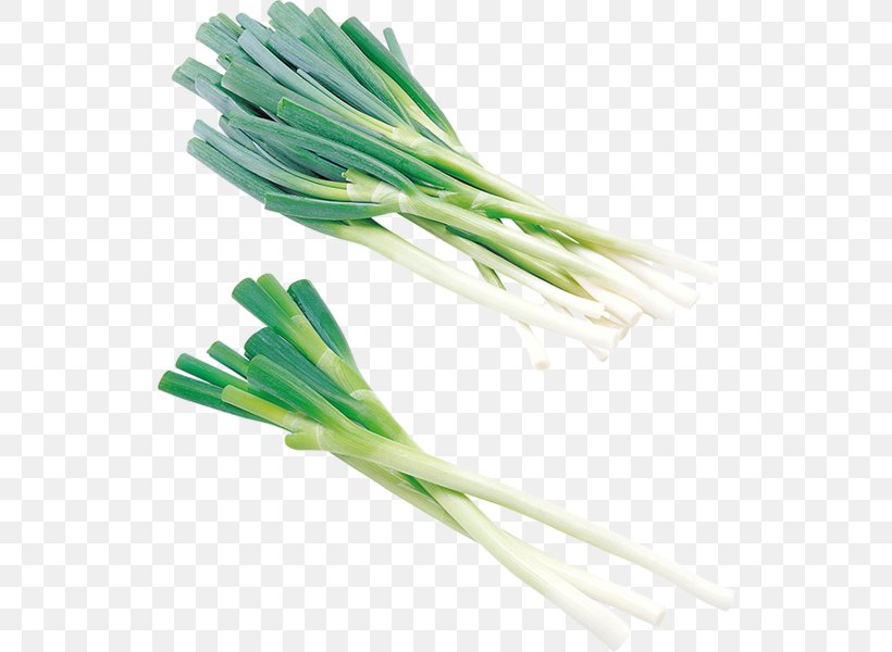 Onion Allium Fistulosum Clip Art, PNG, 530x600px, Onion, Allium Fistulosum, Commodity, Flat Design, Food Download Free