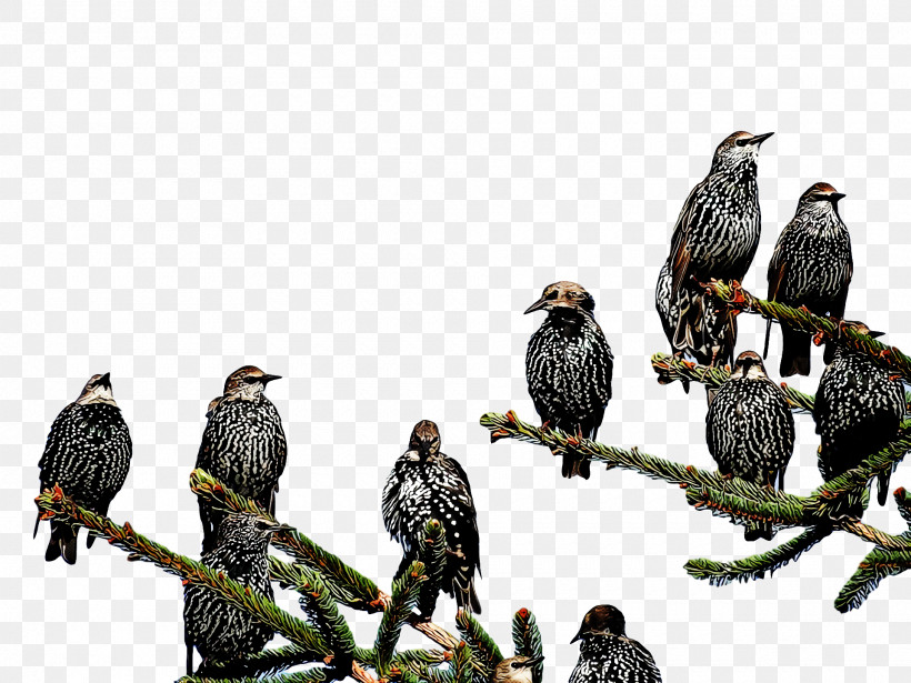 Birds Common Buzzard Eagle Falcon Bald Eagle, PNG, 1920x1440px, Birds, Bald Eagle, Beak, Buzzard, Cartoon Download Free