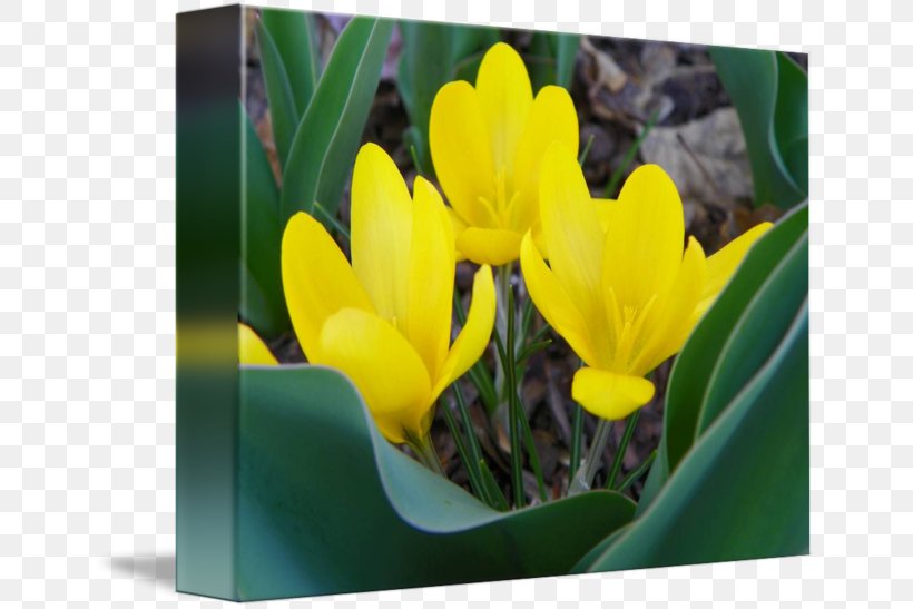 Crocus Vernus Gallery Wrap Flora Yellow Canvas, PNG, 650x547px, Crocus Vernus, Art, Canvas, Crocus, Flora Download Free