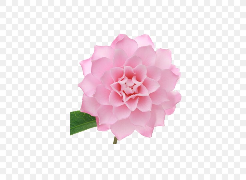 Japanese Camellia Centifolia Roses Pink Petal, PNG, 600x600px, Japanese Camellia, Camellia, Centifolia Roses, Color, Dahlia Download Free