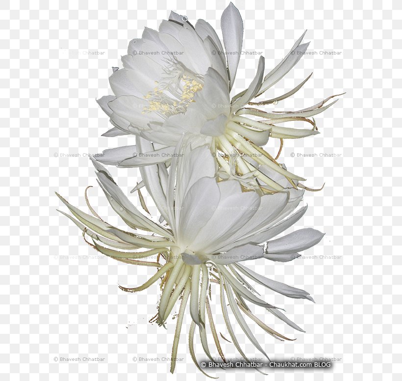 Large-flowered Cactus Epiphyllum Cactaceae Daisy Family Common Daisy, PNG, 600x776px, Largeflowered Cactus, Cactaceae, Cactus, Caryophyllales, Common Daisy Download Free