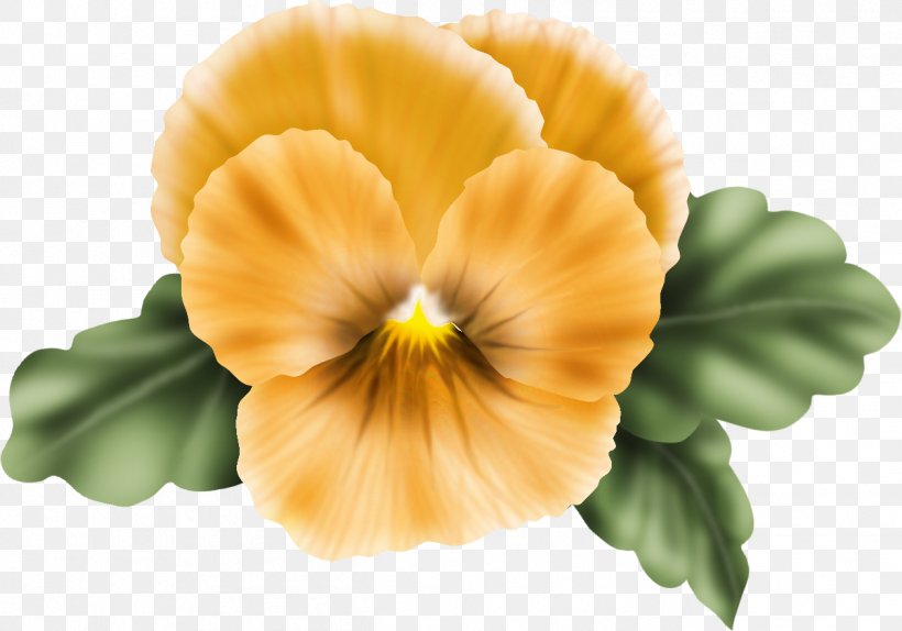 Pansy Annual Plant Blume Petal Greeting & Note Cards, PNG, 1258x881px, Pansy, Annual Plant, Blume, Flower, Flowering Plant Download Free