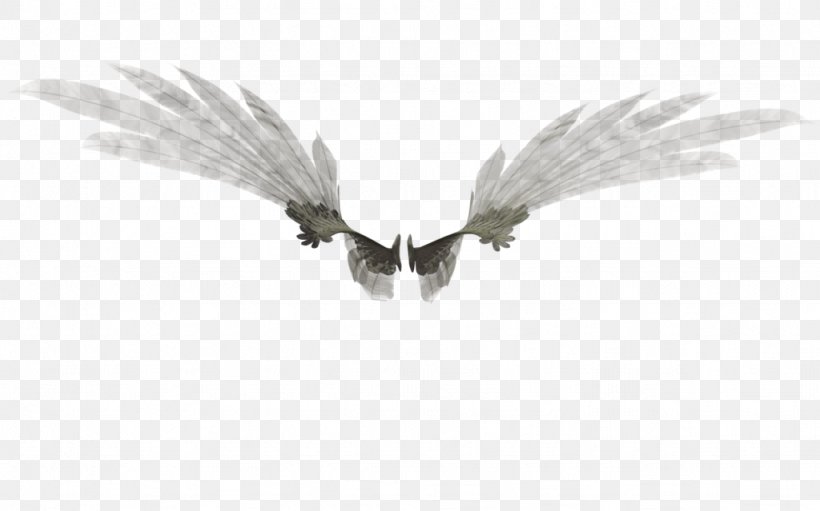 White, PNG, 1024x639px, White, Black And White, Feather, Wing Download Free