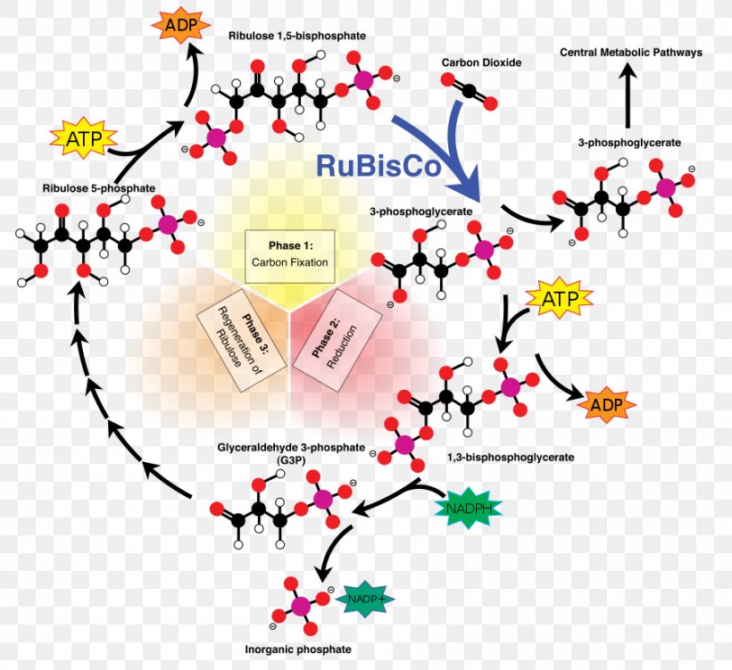 Calvin Cycle Light-independent Reactions C3 Carbon Fixation Ribulose 1,5-bisphosphate, PNG, 900x825px, Calvin Cycle, Area, Biology, C3 Carbon Fixation, Carbon Dioxide Download Free