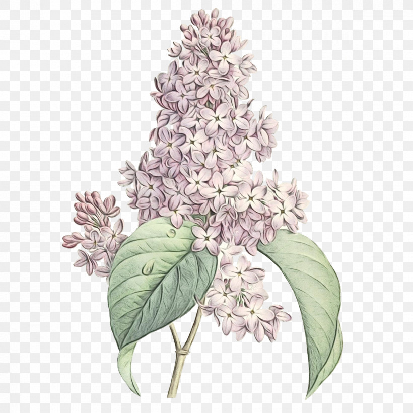 Flower Lilac Plant Lilac Leaf, PNG, 1200x1200px, Watercolor, Buddleia, Cornales, Flower, Hydrangea Download Free