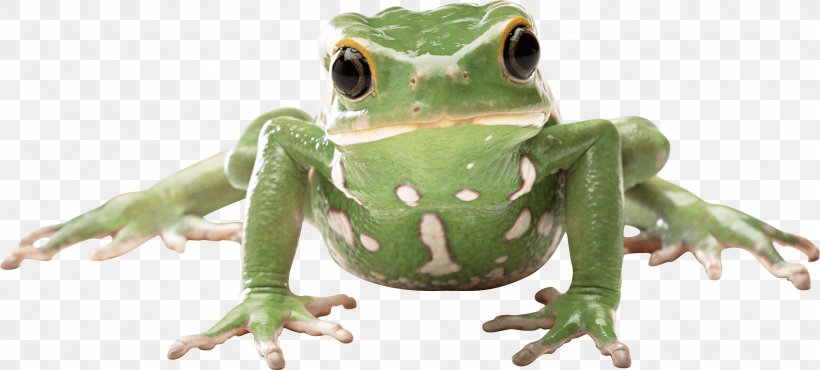 Frog Amphibian, PNG, 2558x1157px, Frog, Amphibian, Animal Figure, Glass Frog, Image File Formats Download Free