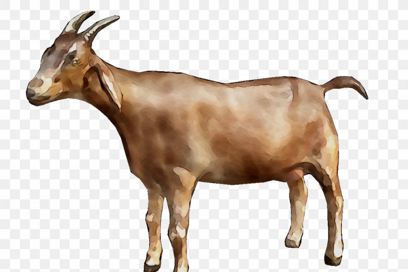 Goat Simulator Clip Art Image, PNG, 1356x904px, Goat, Bovine, Cowgoat ...