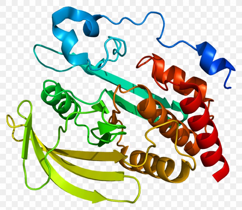 Protein Phosphatase Protein Tyrosine Phosphatase Enzyme, PNG, 951x824px, Watercolor, Cartoon, Flower, Frame, Heart Download Free
