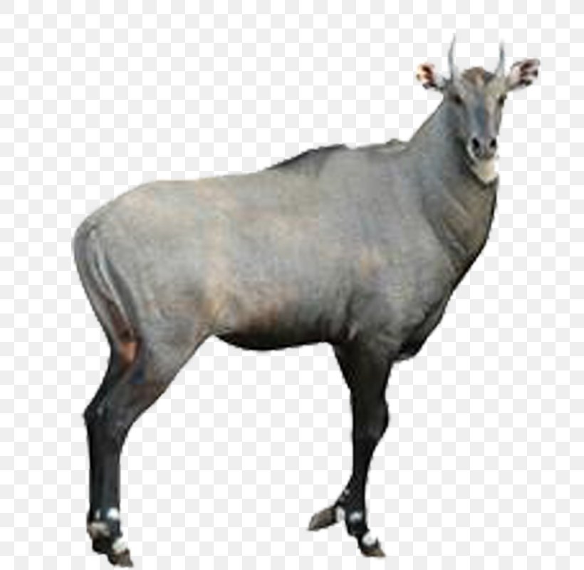Antelope Goat Common Eland Nilgai Stock Photography, PNG, 800x800px, Antelope, American Bison, Blackbuck, Bovid, Common Eland Download Free