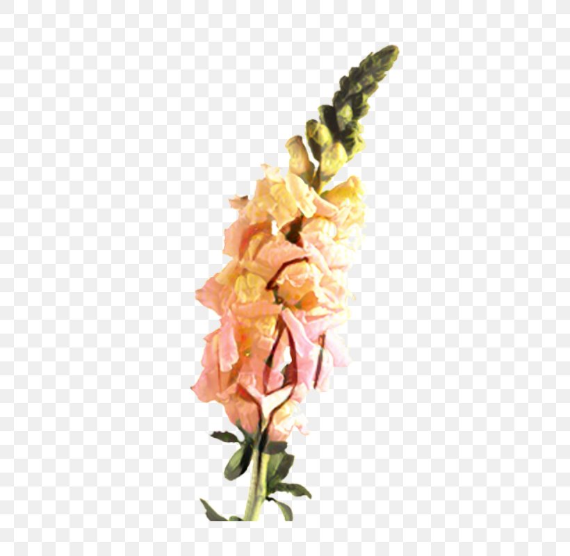 Floral Design Cut Flowers Gladiolus Plant Stem, PNG, 800x800px, Floral Design, Anthurium, Botany, Broomrape, Cut Flowers Download Free
