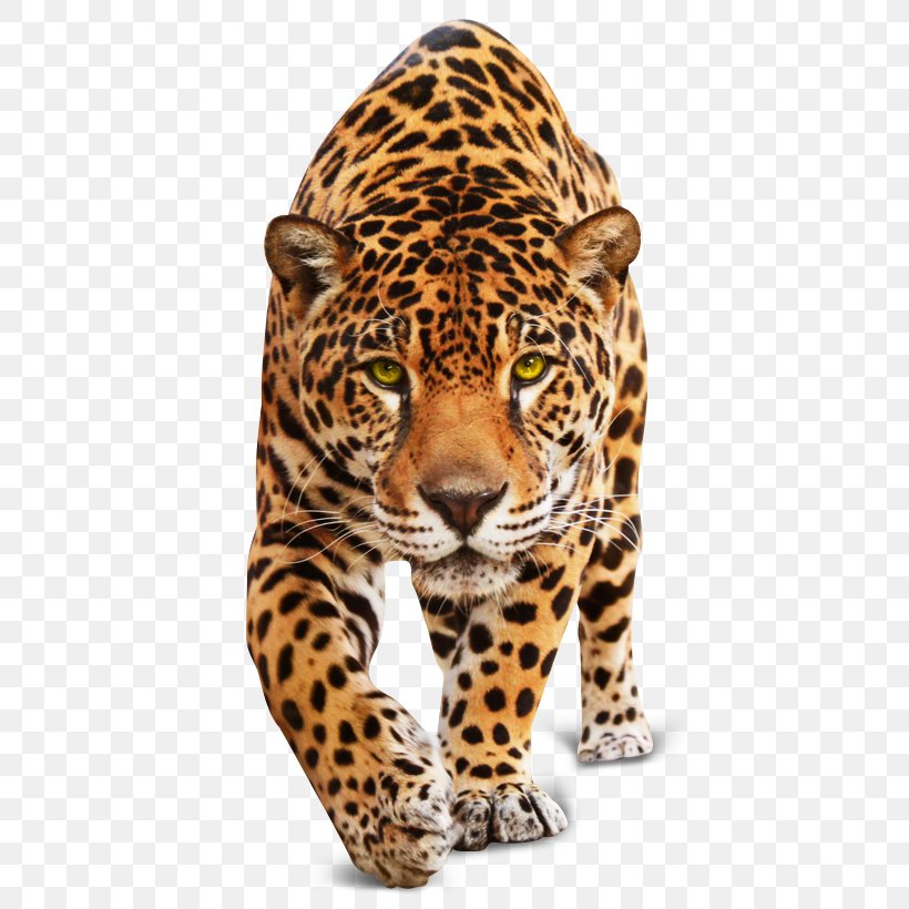 Jaguar Leopard Tiger Cheetah Cat, PNG, 420x820px, Jaguar, Animal, Big Cat, Big Cats, Carnivora Download Free