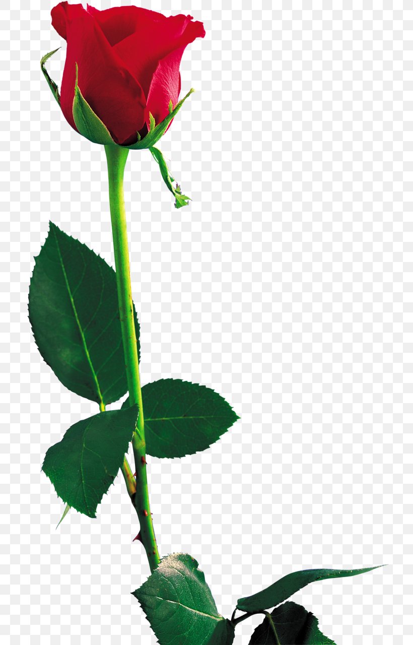 Rose High-definition Television Clip Art, PNG, 722x1280px, Rose, Branch, Bud, China Rose, Display Resolution Download Free