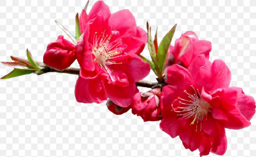 Clip Art Flower Garden Roses Tulip, PNG, 998x613px, Flower, Azalea, Blossom, Branch, Cherry Blossom Download Free