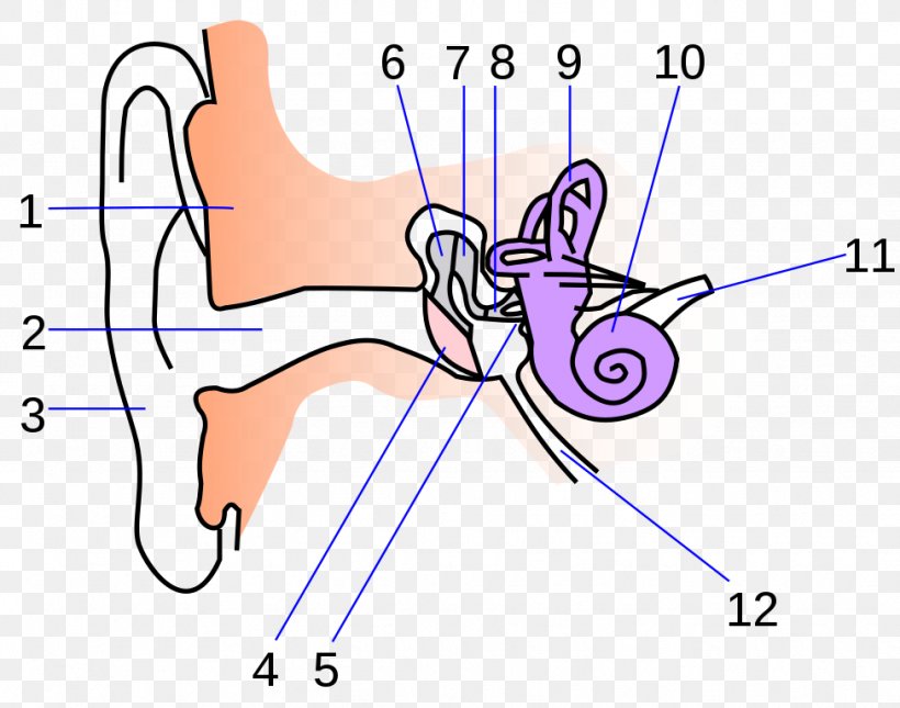 Ear Anatomy Eardrum Inner Ear, PNG, 975x768px, Watercolor, Cartoon, Flower, Frame, Heart Download Free