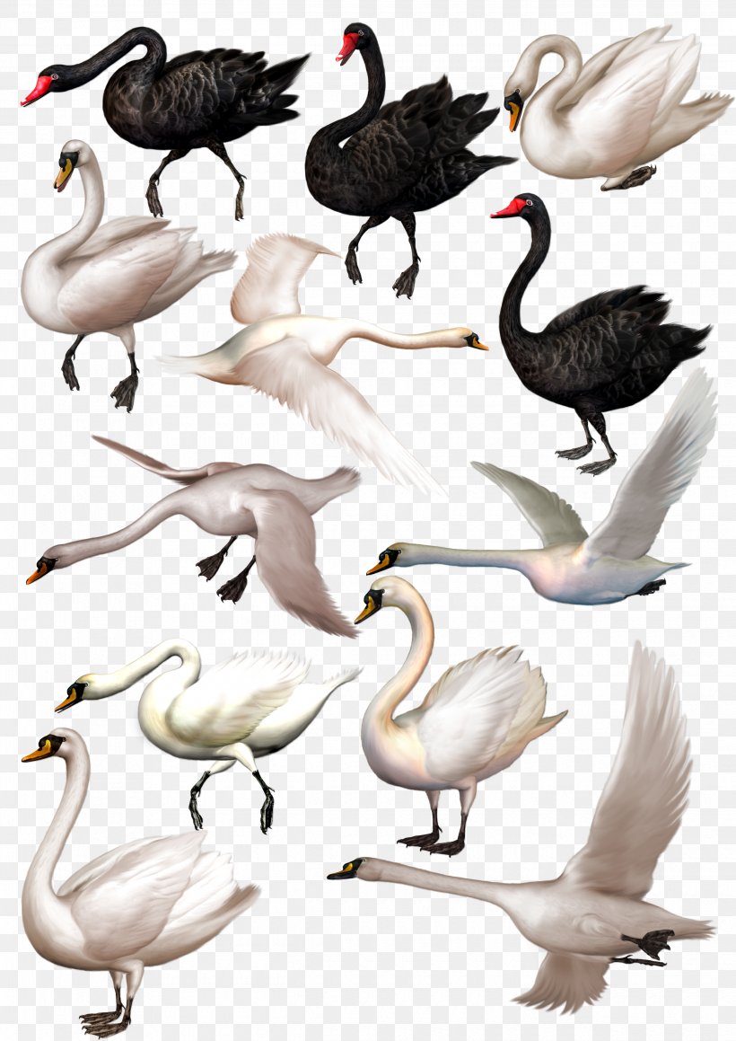 Black Swan Download, PNG, 2480x3508px, Black Swan, Beak, Bird, Cygnini, Ducks Geese And Swans Download Free