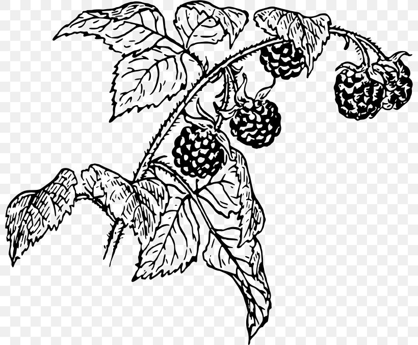 Line Art Raspberry Drawing Clip Art, PNG, 800x676px, Line Art, Art, Artwork, Berry, Black And White Download Free