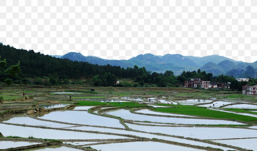 Paddy Field Arable Land Terrace Agriculture, PNG, 1200x709px, Paddy Field, Agricultural Land, Agriculture, Arable Land, Farm Download Free