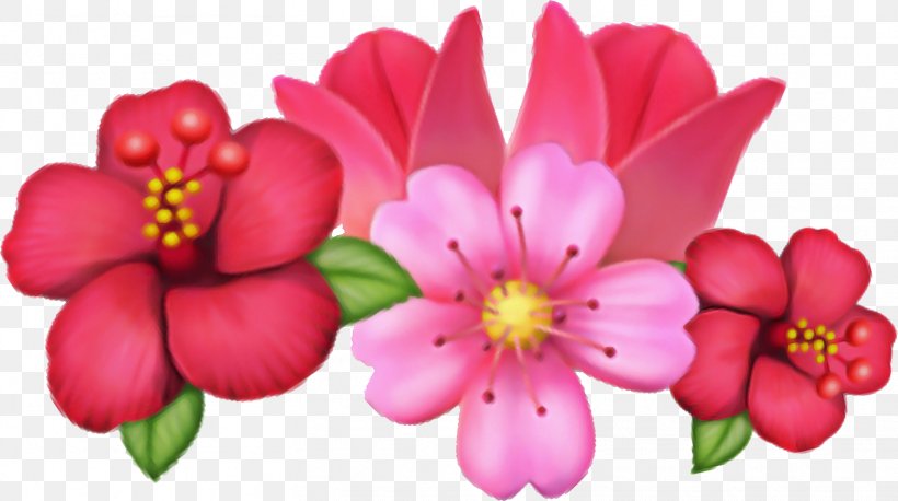 Pink Flower Cartoon, PNG, 1562x873px, Petal, Annual Plant, Blossom, Cut Flowers, Flower Download Free