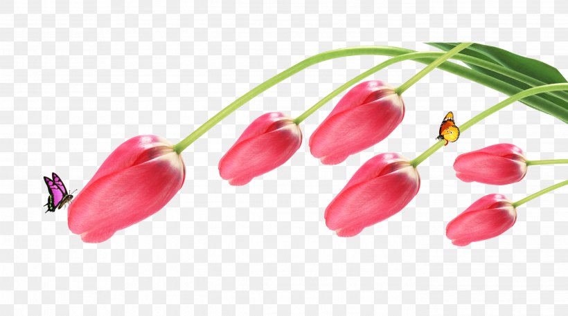 Tulip Flower 3d Model Free Download