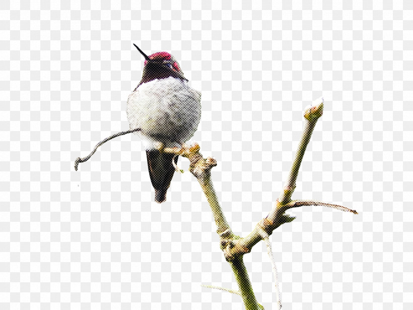 Bird, PNG, 1920x1440px, Bird, Beak, Branch, Bulbul, Finch Download Free