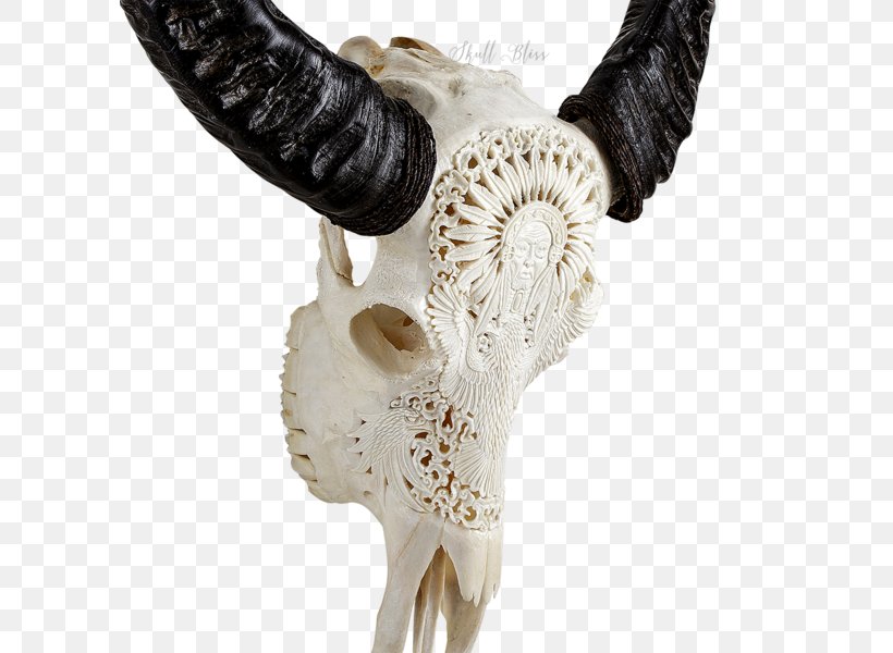 Cattle Horn Animal Skulls Bone, PNG, 600x600px, Cattle, American Bison, Animal, Animal Skulls, Antler Download Free