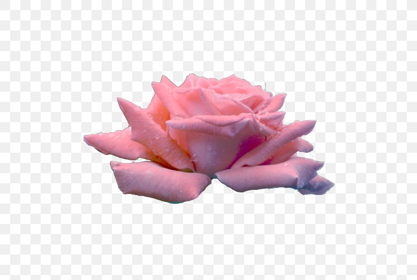 Garden Roses Cabbage Rose Cut Flowers Petal, PNG, 500x550px, Garden Roses, Cabbage Rose, Closeup, Cut Flowers, Flower Download Free