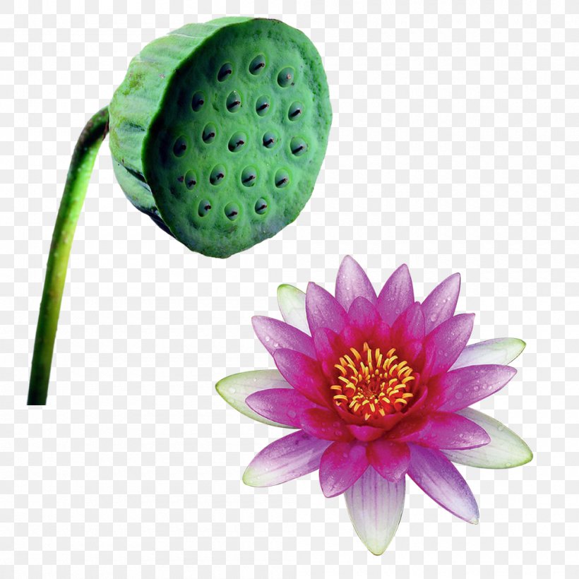 Paper Nelumbo Nucifera Flower, PNG, 1000x1000px, Paper, Albom, Aquatic Plant, Daisy Family, Flower Download Free