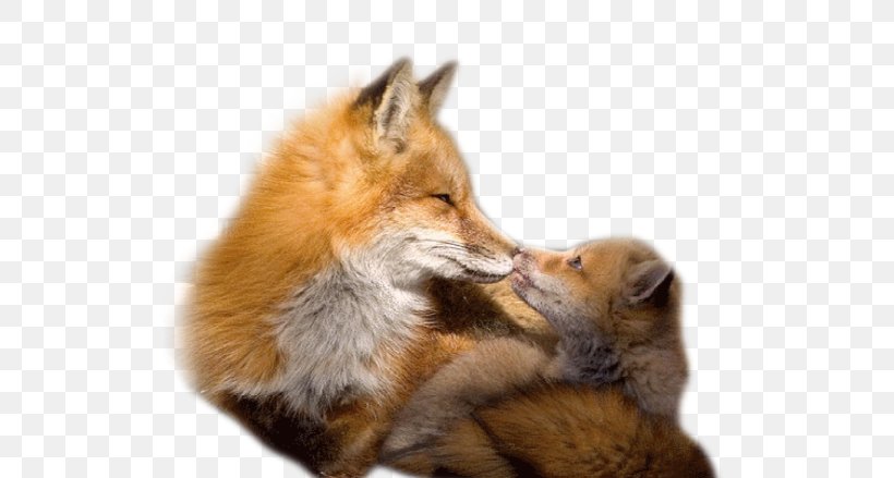 Red Fox Gray Wolf Kit Fox Animal, PNG, 600x439px, Red Fox, Animal, Barn Owl, Carnivoran, Cat Download Free