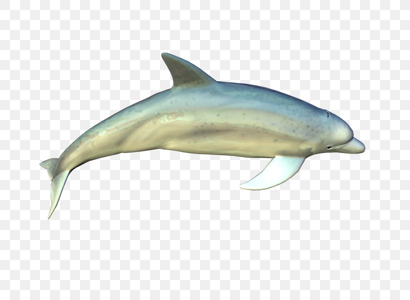Spinner Dolphin Common Bottlenose Dolphin Short-beaked Common Dolphin Striped Dolphin Wholphin, PNG, 800x600px, Spinner Dolphin, Animal, Bottlenose Dolphin, Common Bottlenose Dolphin, Dolphin Download Free